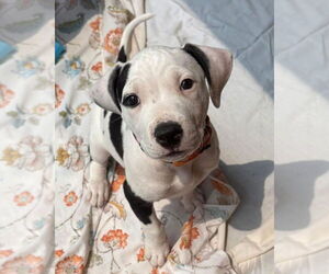American Pit Bull Terrier Dogs for adoption in Wenonah, NJ, USA