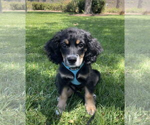 Chihuahua-Cocker Spaniel Mix Dogs for adoption in Lake Elsinore, CA, USA