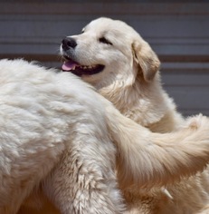Great Pyrenees Dogs for adoption in Penngrove, CA, USA