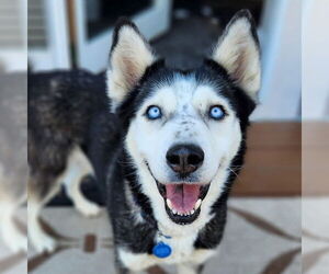 Siberian Husky Dogs for adoption in Omaha, NE, USA
