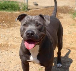 American Pit Bull Terrier Dogs for adoption in Brownsboro, AL, USA