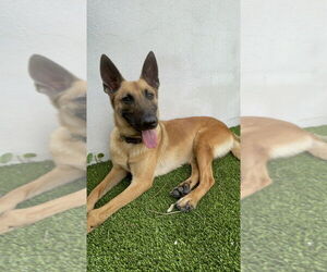 Medium Photo #2 Mutt Puppy For Sale in Imlay City, MI, USA