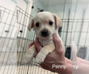 Maltese-Unknown Mix Dogs for adoption in Bellevue, WA, USA