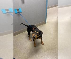 Doberman Pinscher-Unknown Mix Dogs for adoption in Las Vegas, NV, USA