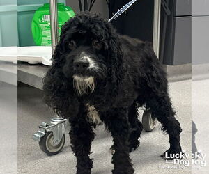 Cocker Spaniel-Unknown Mix Dogs for adoption in Washington, DC, USA