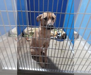 Black Mouth Cur Dogs for adoption in Pierceton , IN, USA
