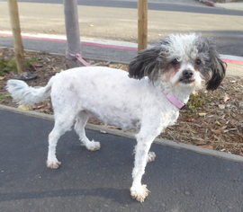 Shih-Poo Dogs for adoption in Los Angeles, CA, USA