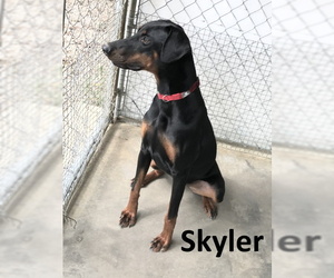 Doberman Pinscher Dogs for adoption in Mountain View, AR, USA