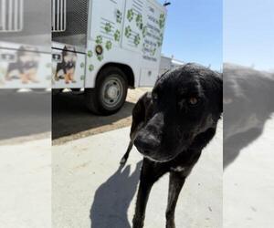 German Shepherd Dog Dogs for adoption in Bakersfield, CA, USA
