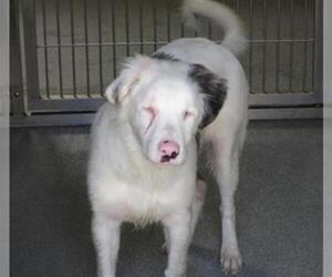 Australian Shepherd Dogs for adoption in Orange, CA, USA