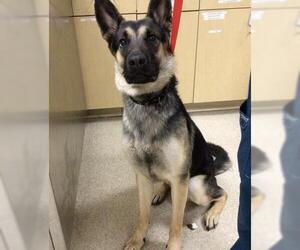 German Shepherd Dog-Unknown Mix Dogs for adoption in Riverside, CA, USA