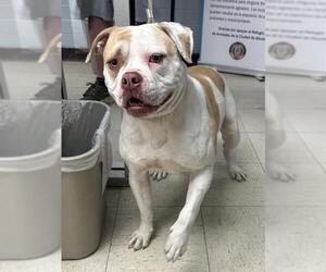 Bulldog-Unknown Mix Dogs for adoption in Stockton, CA, USA