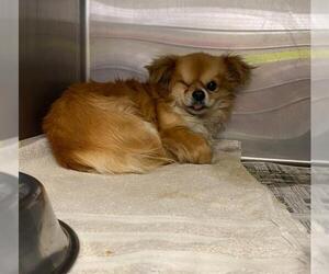 Pekingese-Unknown Mix Dogs for adoption in San Antonio, TX, USA