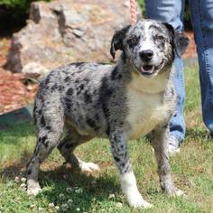 Australian Shepherd Dogs for adoption in Little Rock, AR, USA