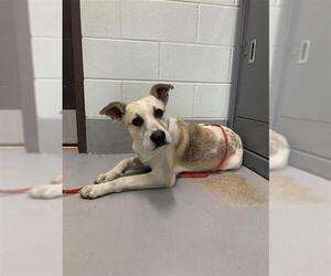 Gerberian Shepsky Dogs for adoption in Corpus Christi, TX, USA