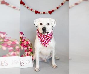 Labrador Retriever-Unknown Mix Dogs for adoption in Minneapolis, MN, USA