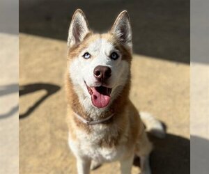Siberian Husky Dogs for adoption in Martinez, CA, USA