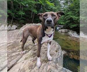 American Staffordshire Terrier-Unknown Mix Dogs for adoption in New Oxford , PA, USA