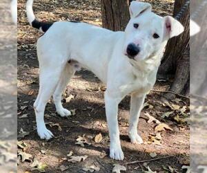 Bull Terrier Dogs for adoption in Denison, TX, USA