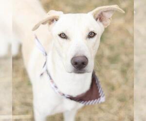 Labrador Retriever-Unknown Mix Dogs for adoption in San Antonio, TX, USA