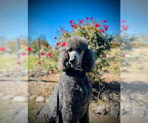 Poodle (Standard) Dogs for adoption in Pacolet, SC, USA