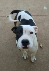 American Pit Bull Terrier Dogs for adoption in Greensboro, GA, USA