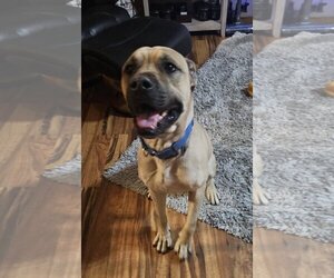 Mastiff Dogs for adoption in Crete, IL, USA