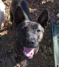 Carolina Dog Dogs for adoption in Simpsonville, SC, USA