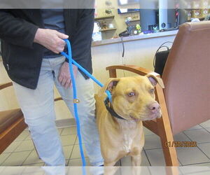 American Staffordshire Terrier-Unknown Mix Dogs for adoption in Ocala, FL, USA