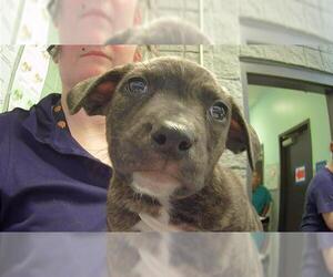American Pit Bull Terrier-Unknown Mix Dogs for adoption in Tulsa, OK, USA