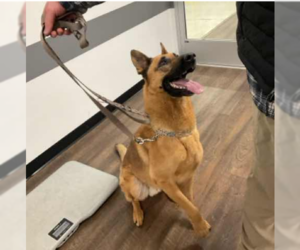 German Shepherd Dog Dogs for adoption in Mt. Airy, MD, USA
