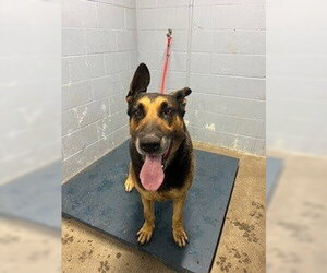 German Shepherd Dog Dogs for adoption in Woodland, CA, USA