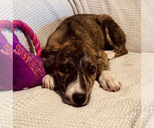 Labrador Retriever-Plott Hound Mix Dogs for adoption in Bristol, CT, USA