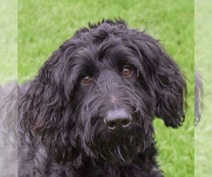 Goldendoodle Dogs for adoption in Huntley, IL, USA