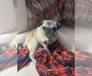 Pug Dogs for adoption in Indianapolis, IN, USA