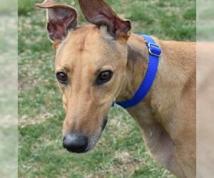 Greyhound Dogs for adoption in Grandville, MI, USA