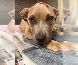 Mutt Dogs for adoption in New York, NY, USA