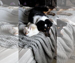 Australian Shepherd-Unknown Mix Dogs for adoption in garner, NC, USA