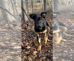 German Shepherd Dog-Unknown Mix Dogs for adoption in Hinton, WV, USA