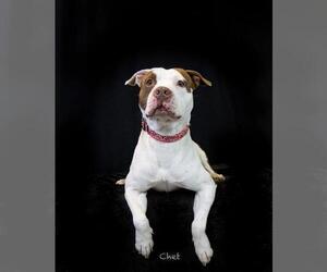 American Pit Bull Terrier Dogs for adoption in Hot Springs Village, AR, USA