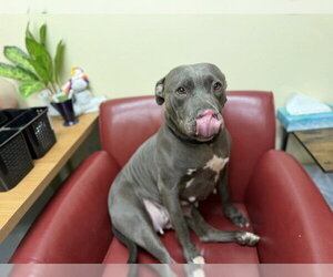 American Pit Bull Terrier Dogs for adoption in Denver, CO, USA