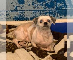 Shih Tzu Dogs for adoption in Evansville, IN, USA