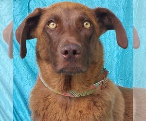 Chocolate Labrador retriever-Unknown Mix Dogs for adoption in Cuba, NY, USA