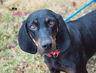 Black and Tan Coonhound Dogs for adoption in Holden, MO, USA
