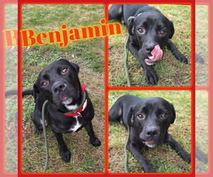 Labrador Retriever-Unknown Mix Dogs for adoption in Pierceton , IN, USA