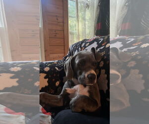 Great Dane-Unknown Mix Dogs for adoption in Ball Ground, GA, USA