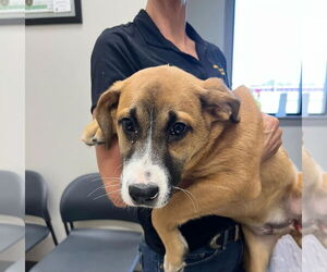 Mutt Dogs for adoption in NYC, NY, USA