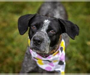 German Shorthaired Pointer Dogs for adoption in St. Cloud, FL, USA