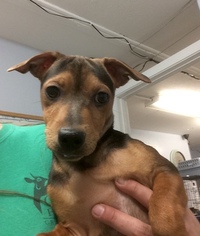 Medium Photo #1 Dachshund-Unknown Mix Puppy For Sale in Doylestown, PA, USA