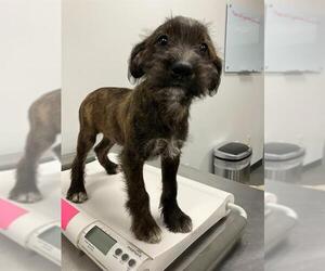 Labrador Retriever-Shih Tzu Mix Dogs for adoption in Corpus Christi, TX, USA